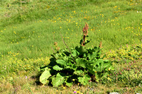Alpenzuring; Monk's rhubarb; Rumex alpinus
