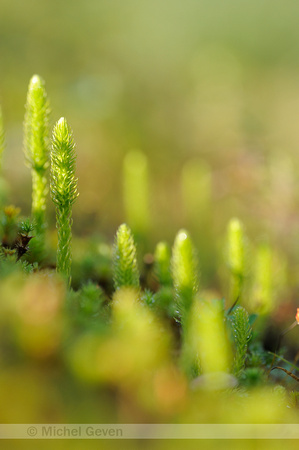 Moeraswolfsklauw;Marsh Clubmoss;Lycopodiella inundata