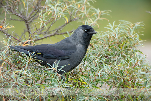 Kauw; Jackdaw; Corvus monedula