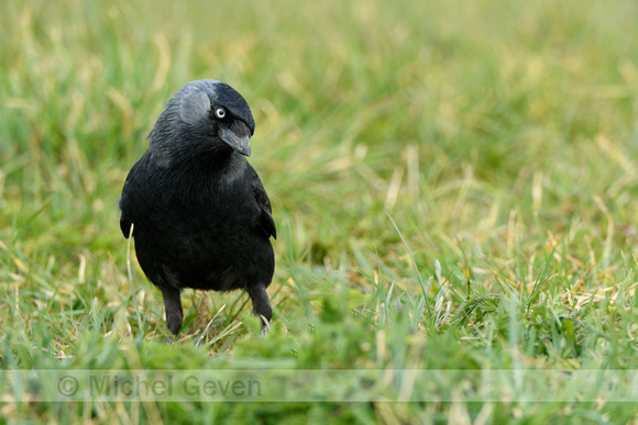 Kauw; Jackdaw; Coloeus monedula