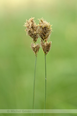 Tweerijige zegge; Brown sedge; Carex disticha