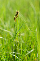 Tweerijige zegge; Brown Sedge; Carex disticha