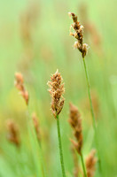 Tweerijige Zegge - Brown Sedge - Carex disticha