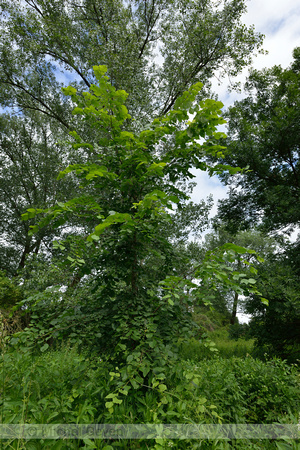 Fladderiep; European White Elm; Ulmus laevis