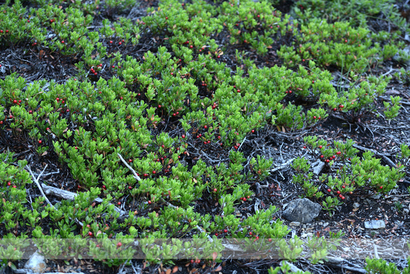 Berendruif; Bearberry; Arctostaphylos uva-ursi