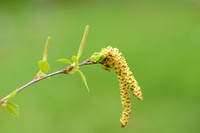 Zachte berk; Downy Birch; Betula pubescens;