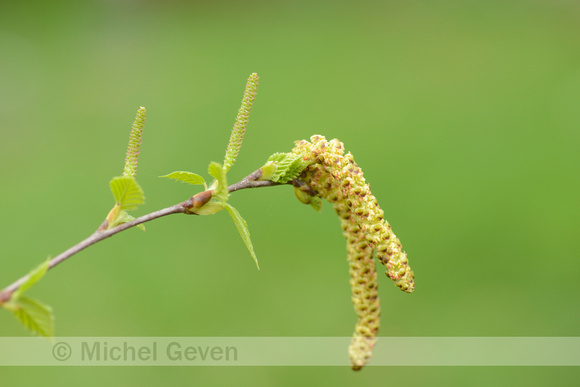 Zachte berk; Downy Birch; Betula pubescens;