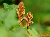 Klimopbremraap - Ivy Broomrape - Orobanche hederae