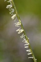 Klein Slijkgras - Small Cordgrass - Spartina maritima