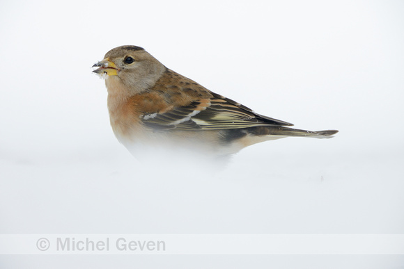 Keep; Brambling; Fringilla montifringilla;