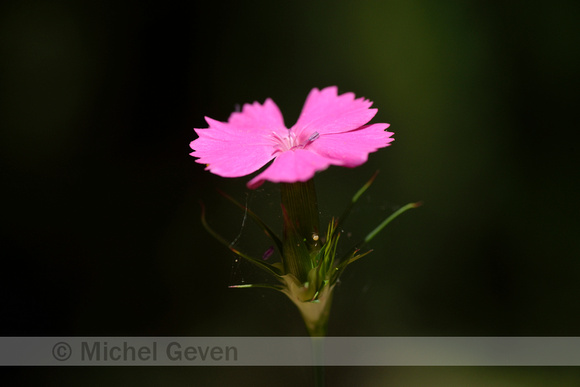 Dianthus balbisii