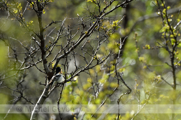 Keep; Brambling; Fringilla montifringilla