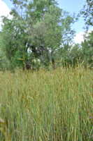 Comon thatching grass; Hyparrhenia hirta