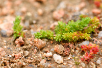 Mosbloempje; Mossy Stonecrop; Crassula tillaea