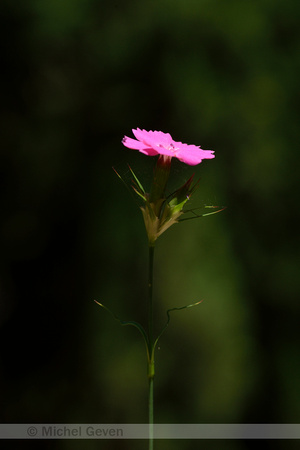 Dianthus balbisii