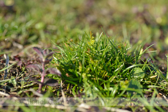 Dwergzegge; Little Green Sedge; Carex oederi subsp. oederi;