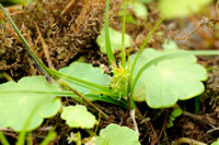 Dwergzegge - Little Green Sedge - Carex oederi subsp. oederi