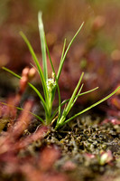 Dwergzege; Little Green Sedge; Carex oederi subsp. oederi