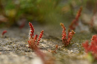 Mosbloempje; Mossy Stonecrop; Crassula tillaea