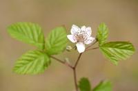 Hazelaarbraam; Rubus corylifolius