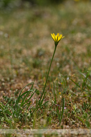 Scorzonera hirsuta