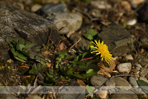 Taraxacum boekmanii