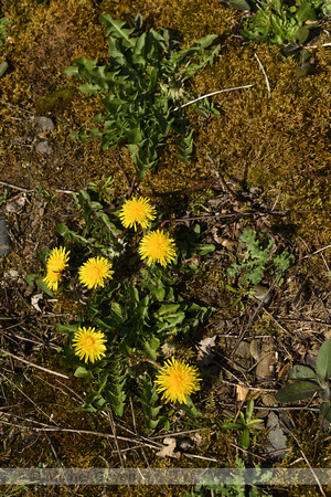 Taraxacum boekmanii