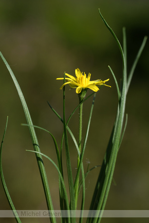 Scorzonera hirsuta