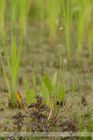 Slanke waterweegbree; Narrow-leaved Water-plantain; Alisma lanceolatum