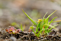 Dwergzegge; Little Green Sedge; Carex oederi subsp. oederi