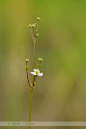 Slanke waterweegbree; Narrow-leaved Water-plantain; Alisma lanceolatum