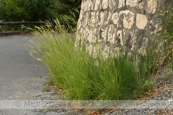 Andropogon distachyos