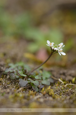 Klein tasjeskruid; Shepherd's Cress; Teesdalia nudica