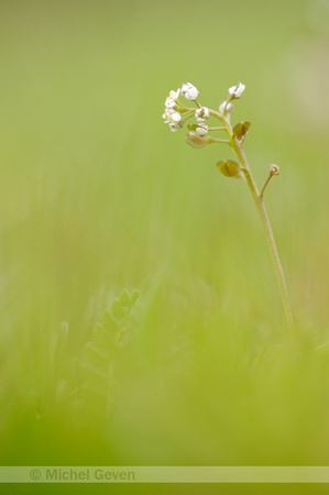 Klein Tasjeskruid; Shepherd's Cress; Teesdalia nudicaulis;