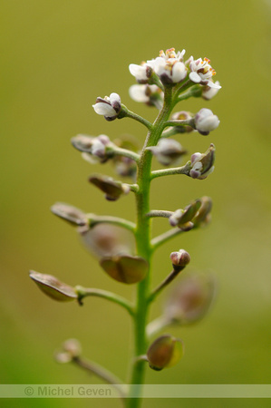 Klein Tasjeskruid; Shepherd's Cress; Teesdalia nudicaulis;