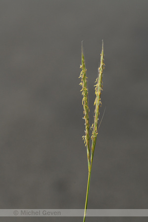 Andropogon distachyos