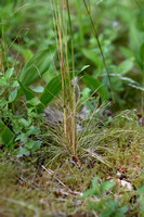 Draadzwenkgras; Various-leaved Fescue; Festuca heterophylla