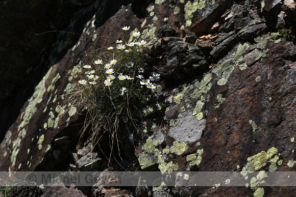 Kretenzer kamille; Rock Chamonile; Anthemis cretica