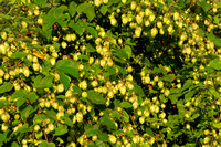 Hop - Common Hop -  Humulus lupulus
