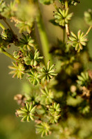 Knolspirea - Common Cudweed - Filipendula vulgaris