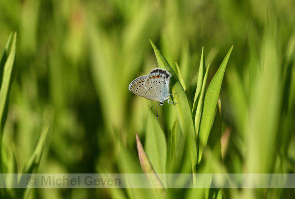 Staartblauwtje; Short-tailed Blue; Cupido argiades