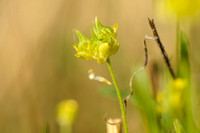 Akkerboterbloem; Corn Buttercup; Ranunculus arvensis;