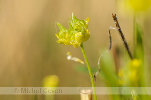 Akkerboterbloem; Corn Buttercup; Ranunculus arvensis;