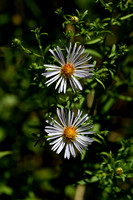 Wilgaster; Common Michaelmas-daisy; Aster x salignus