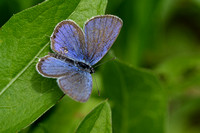 Staartblauwtje; Short-tailed Blue; Cupido argiades