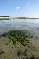 Groot zeegras - Common eelgrass - Zostera marina