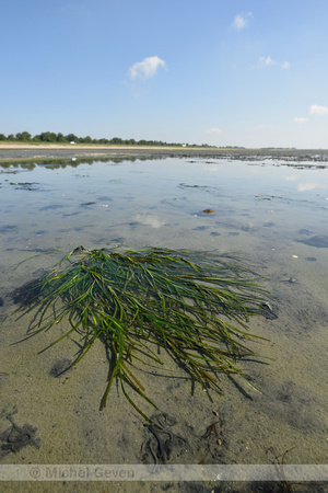 Groot zeegras; Common eelgrass; Zostera marina;