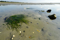 Groot zeegras; Common eelgrass; Zostera marina