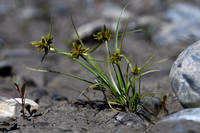 Geel cypergras - Yellow Flatsedge - Cyperus flavescens