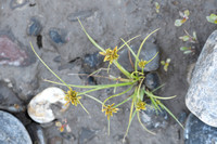 Geel cypergras; Yellow Flatsedge; Cyperus flavescens
